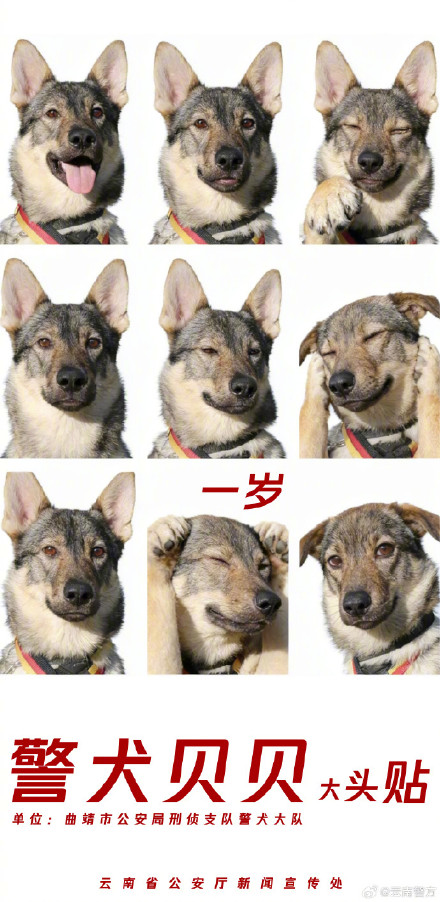 集体卖萌!当警犬遇上专属大头贴 集体卖萌!当警犬遇上专属大头贴