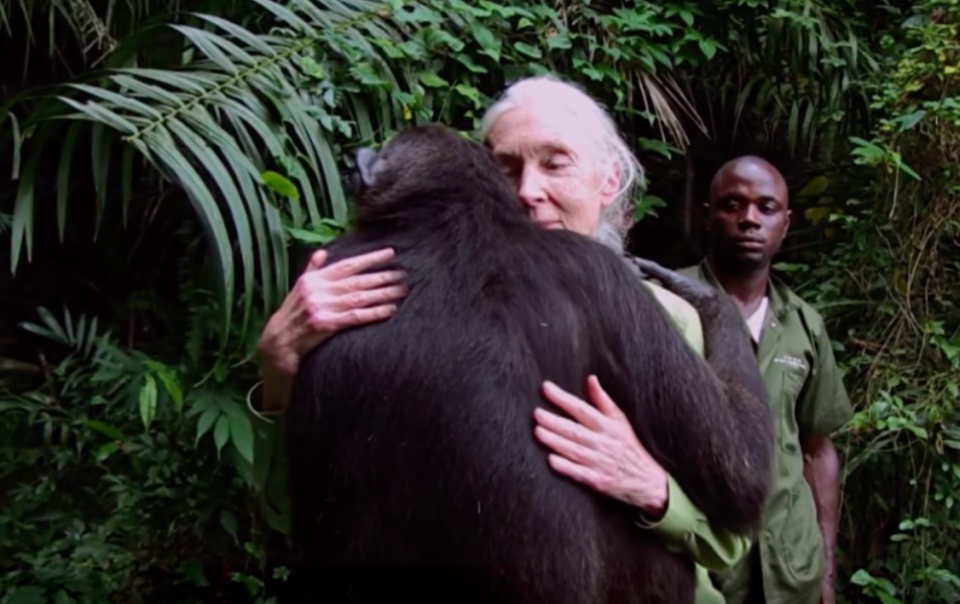 动物学家珍·古道尔去世,她是出现在我们科学、生物、英语课本上的传奇 动物学家珍·古道尔去世,她是出现在我们科学、生物、英语课本上的传奇