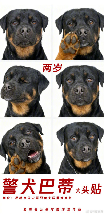 集体卖萌!当警犬遇上专属大头贴 集体卖萌!当警犬遇上专属大头贴