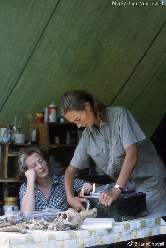 动物学家珍·古道尔去世,她是出现在我们科学、生物、英语课本上的传奇 动物学家珍·古道尔去世,她是出现在我们科学、生物、英语课本上的传奇