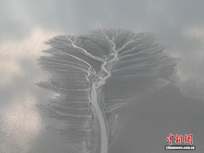 “镜观”钱塘江：“大地之树”吸引八方拍客