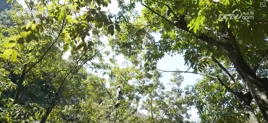 小而美做精成制胜关键一招！凭借高标准技艺闯新路 小核桃撑起数十亿级大产业