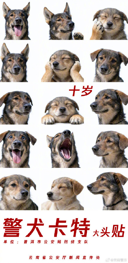 集体卖萌!当警犬遇上专属大头贴 集体卖萌!当警犬遇上专属大头贴