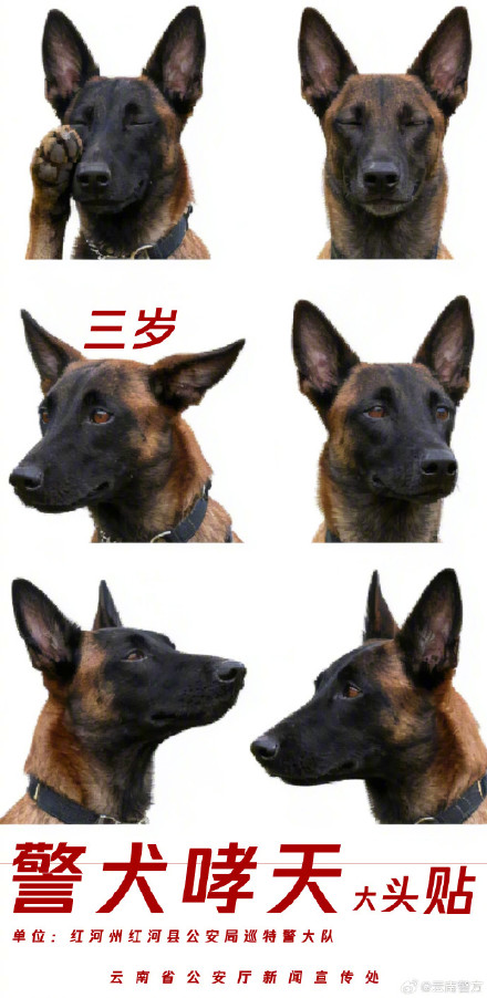 集体卖萌!当警犬遇上专属大头贴 集体卖萌!当警犬遇上专属大头贴