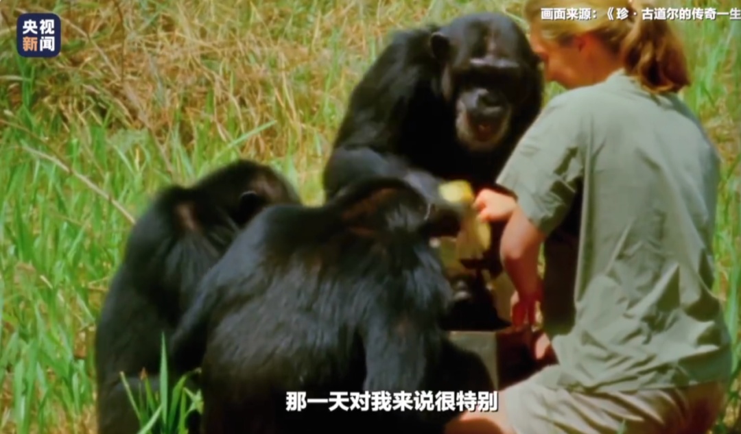 曾出现在我们教科书上的传奇动物学家珍·古道尔去世，终年91岁