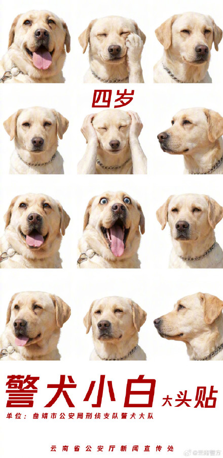 集体卖萌!当警犬遇上专属大头贴 集体卖萌!当警犬遇上专属大头贴