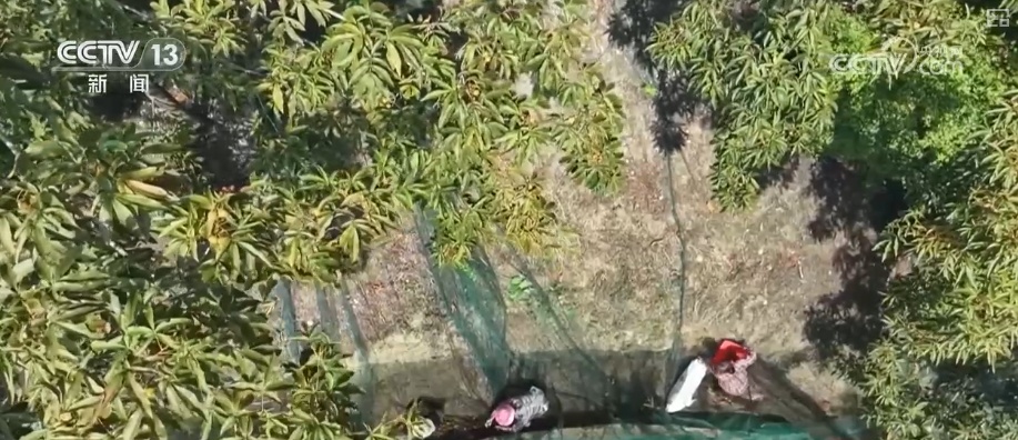 小而美做精成制胜关键一招！凭借高标准技艺闯新路 小核桃撑起数十亿级大产业