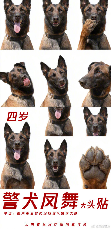 集体卖萌!当警犬遇上专属大头贴 集体卖萌!当警犬遇上专属大头贴