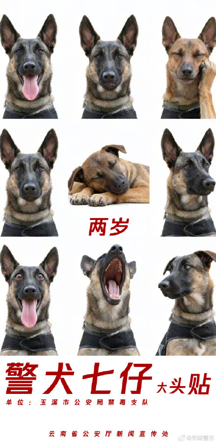 集体卖萌!当警犬遇上专属大头贴 集体卖萌!当警犬遇上专属大头贴