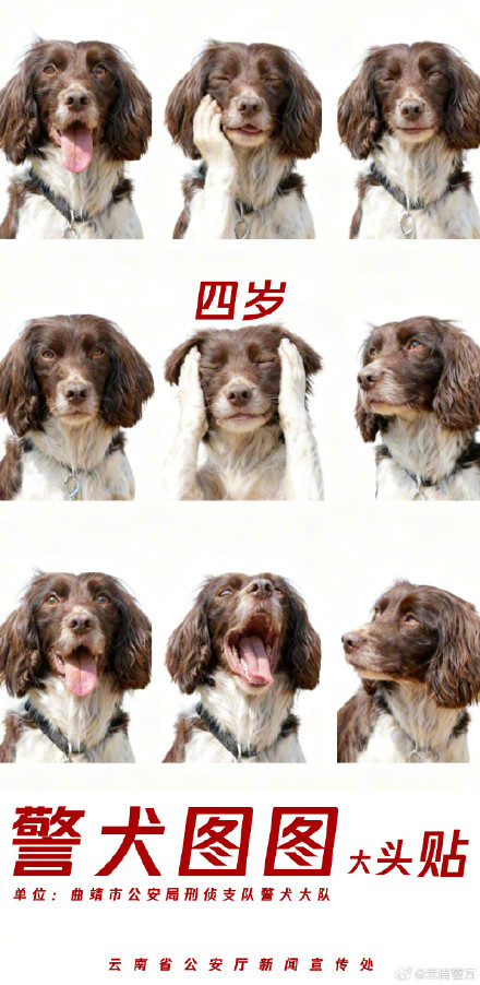 集体卖萌!当警犬遇上专属大头贴 集体卖萌!当警犬遇上专属大头贴