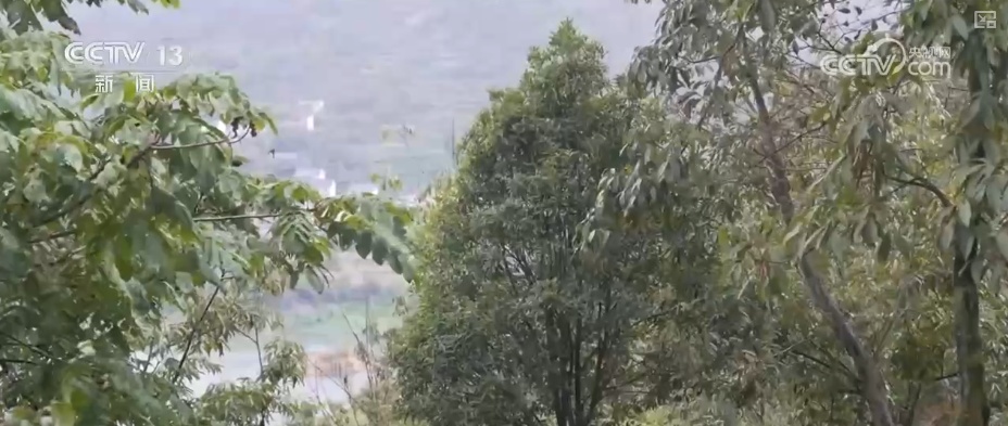 小而美做精成制胜关键一招！凭借高标准技艺闯新路 小核桃撑起数十亿级大产业