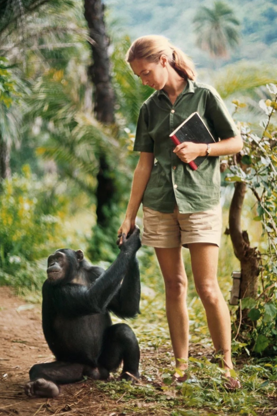 动物学家珍·古道尔去世,她是出现在我们科学、生物、英语课本上的传奇 动物学家珍·古道尔去世,她是出现在我们科学、生物、英语课本上的传奇