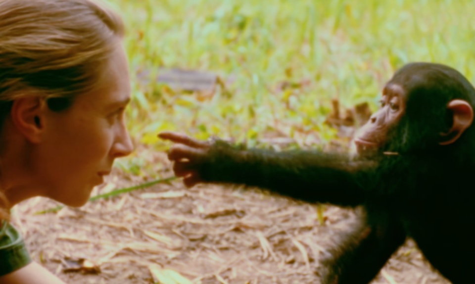 动物学家珍·古道尔去世,她是出现在我们科学、生物、英语课本上的传奇 动物学家珍·古道尔去世,她是出现在我们科学、生物、英语课本上的传奇