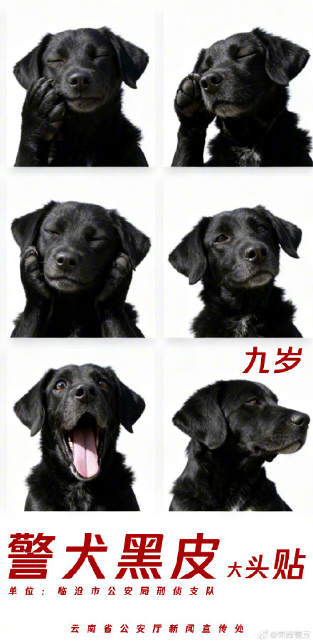 集体卖萌!当警犬遇上专属大头贴 集体卖萌!当警犬遇上专属大头贴