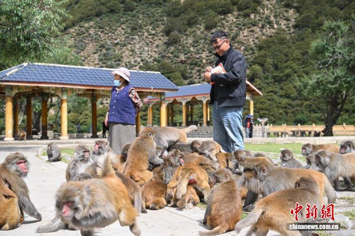 西藏林芝:国庆首日藏猕猴栖息地迎客来 西藏林芝:国庆首日藏猕猴栖息地迎客来