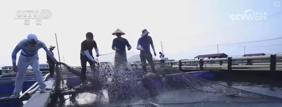 284亿元！“链”就美味24小时“鲜”达全国 “数”说从海洋到餐桌全产业链