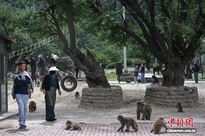 西藏林芝:国庆首日藏猕猴栖息地迎客来 西藏林芝:国庆首日藏猕猴栖息地迎客来