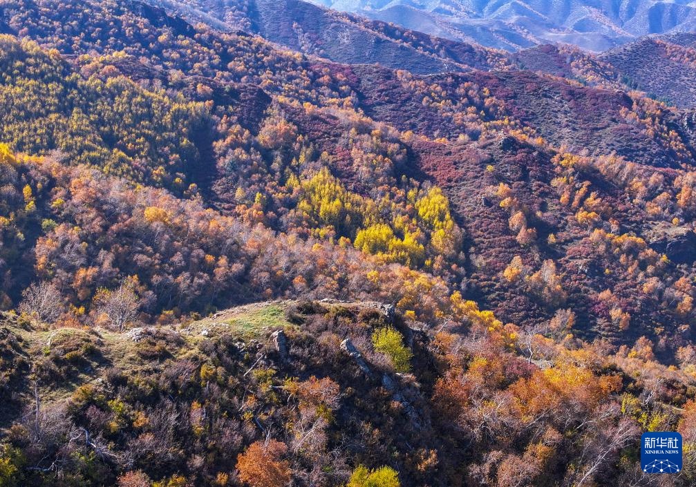 美丽中国|大青山之秋 美丽中国|大青山之秋
