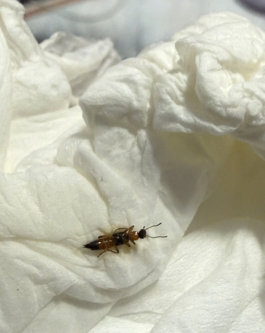 雨后大量出现！遇到这种虫，千万别拍！