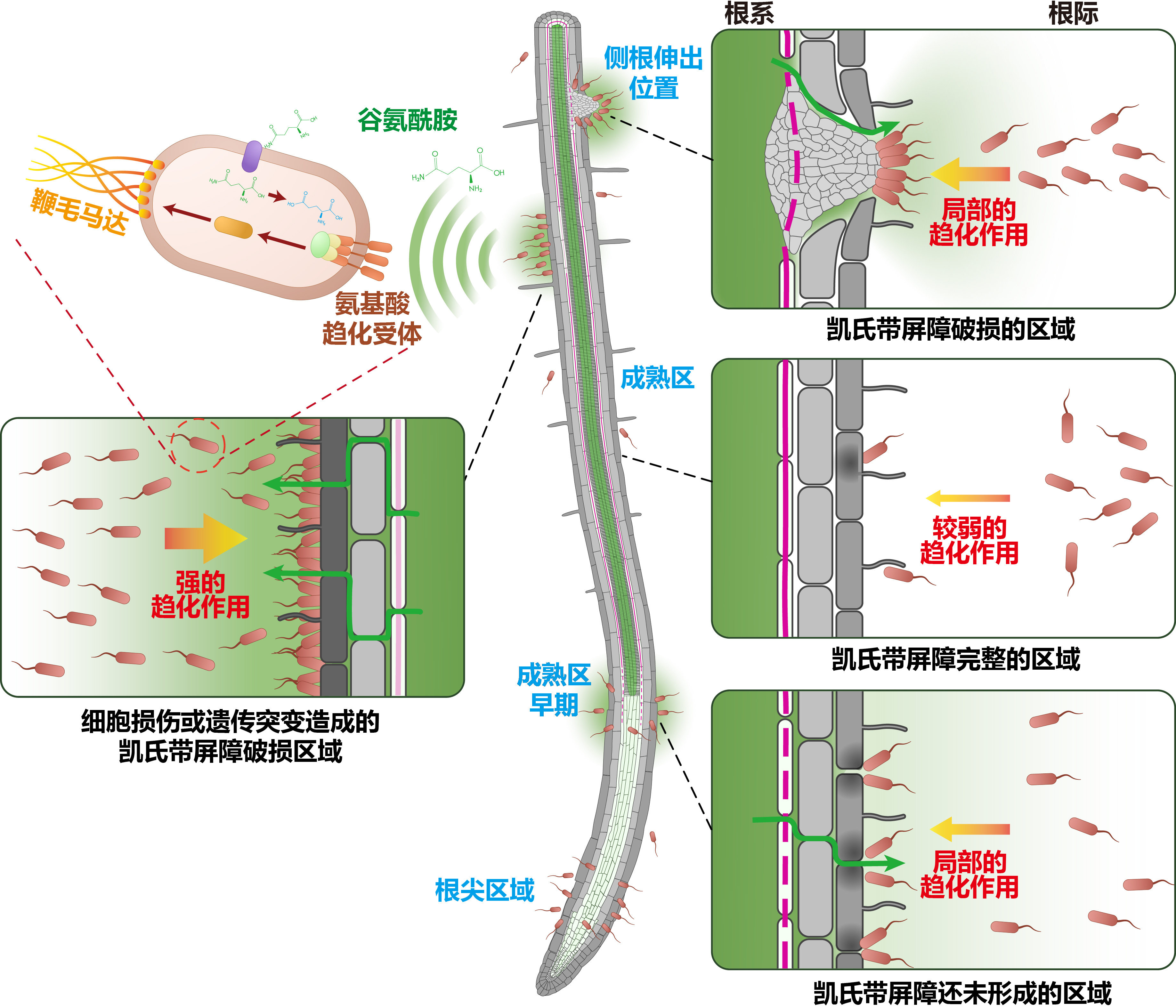 中外科学家破译植物的“地下朋友圈” 中外科学家破译植物的“地下朋友圈”