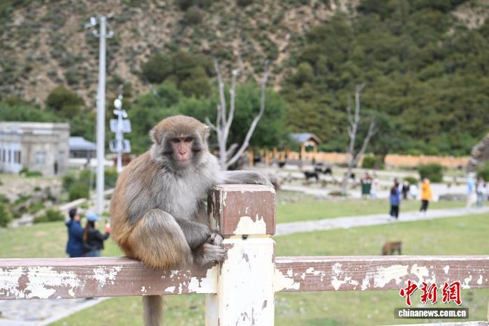 西藏林芝:国庆首日藏猕猴栖息地迎客来 西藏林芝:国庆首日藏猕猴栖息地迎客来
