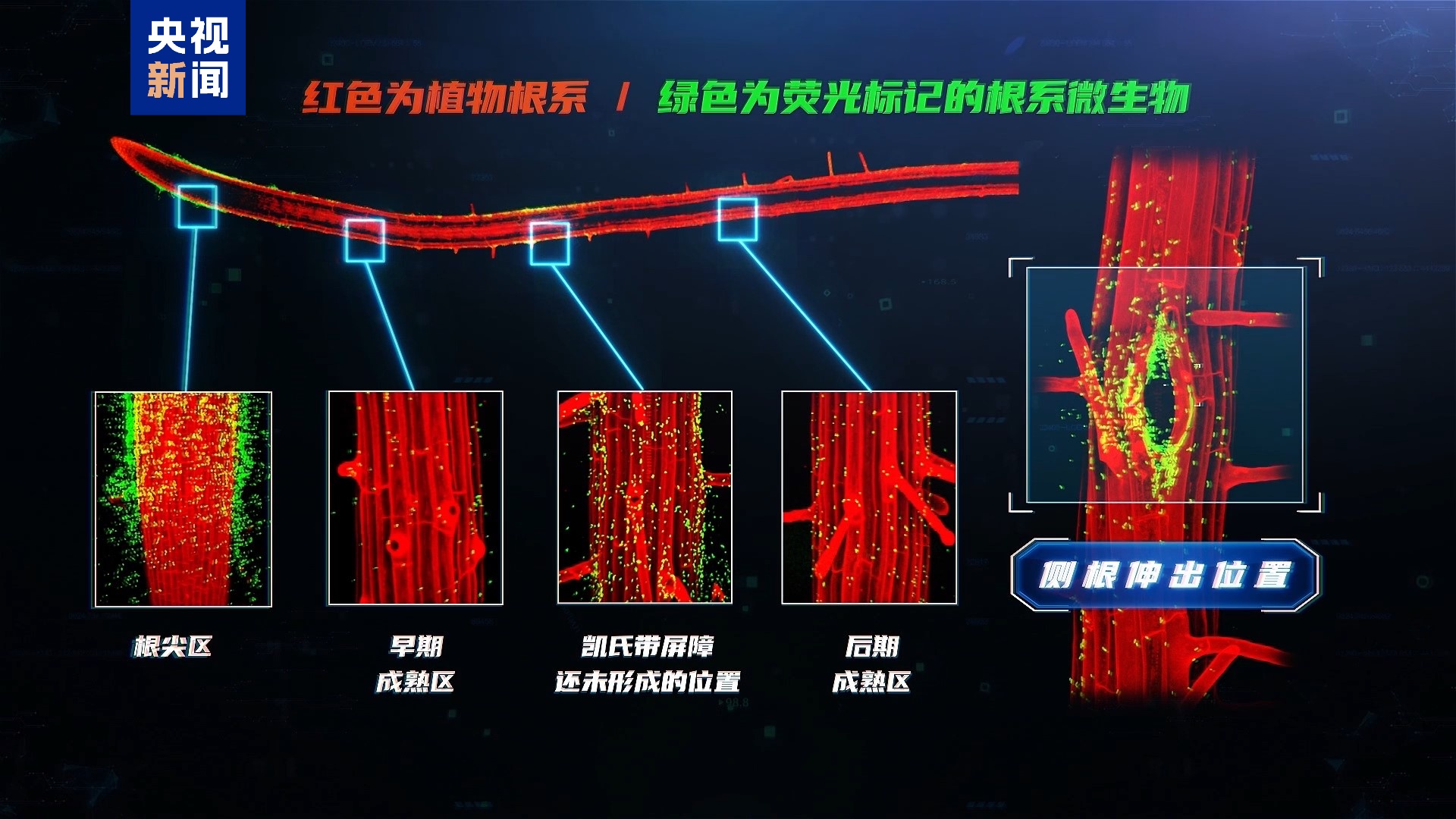 微生物如何在植物根系“安家”？中外科学家绘制“定居地图”