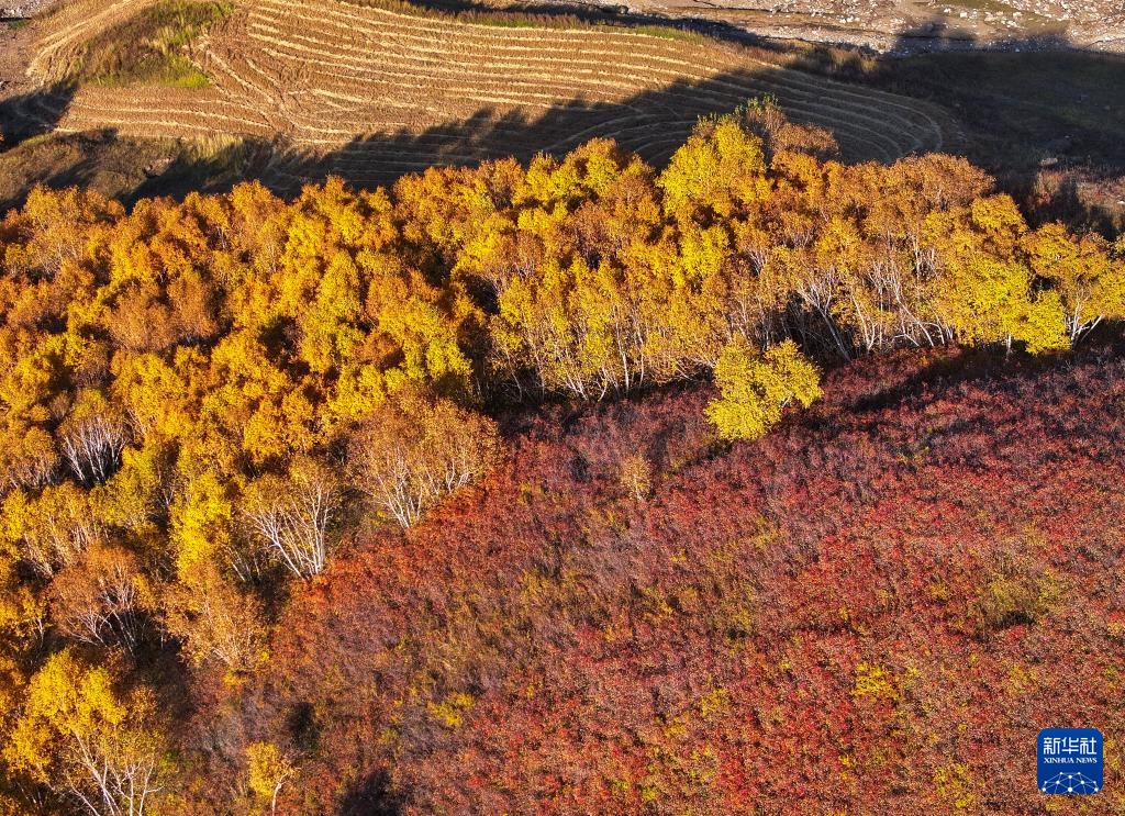 美丽中国|大青山之秋 美丽中国|大青山之秋
