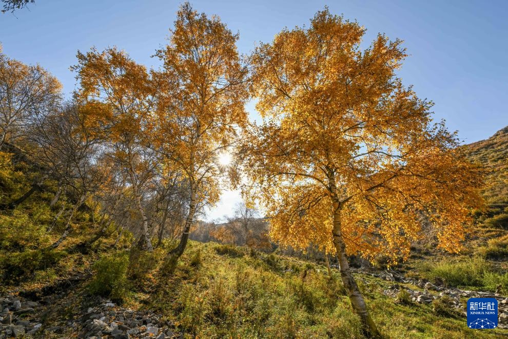 美丽中国|大青山之秋 美丽中国|大青山之秋