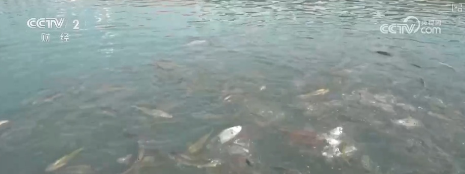 284亿元！“链”就美味24小时“鲜”达全国 “数”说从海洋到餐桌全产业链