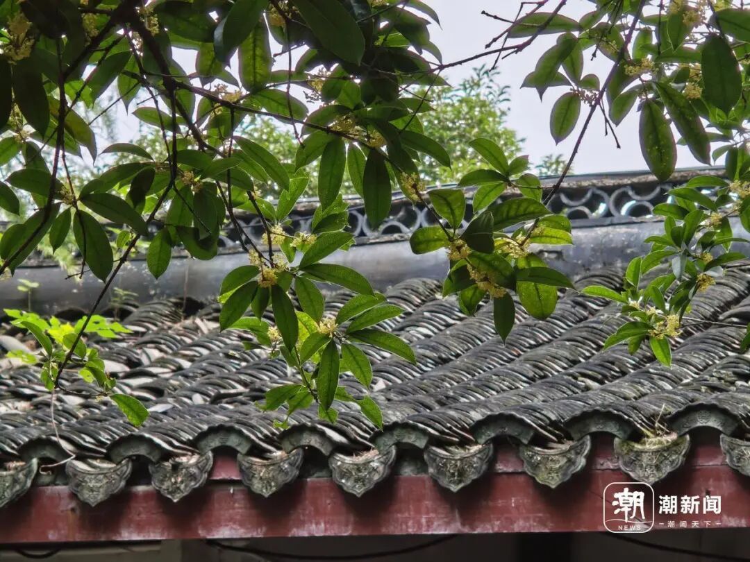 进度达70%！杭州即将进入全盛期，别错过！