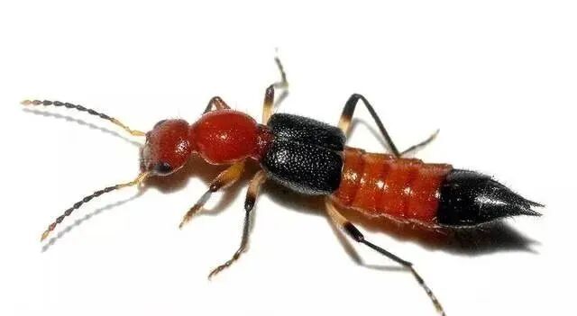 雨后大量出现！遇到这种虫，千万别拍！