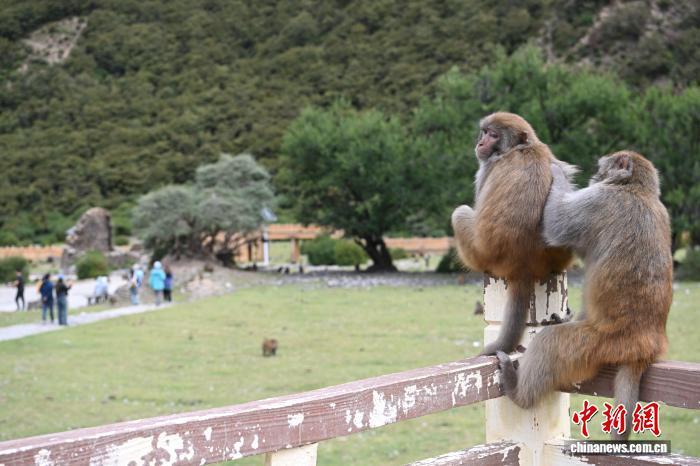 西藏林芝:国庆首日藏猕猴栖息地迎客来 西藏林芝:国庆首日藏猕猴栖息地迎客来