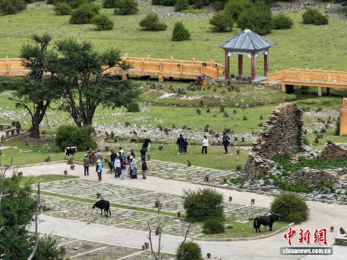 西藏林芝:国庆首日藏猕猴栖息地迎客来 西藏林芝:国庆首日藏猕猴栖息地迎客来