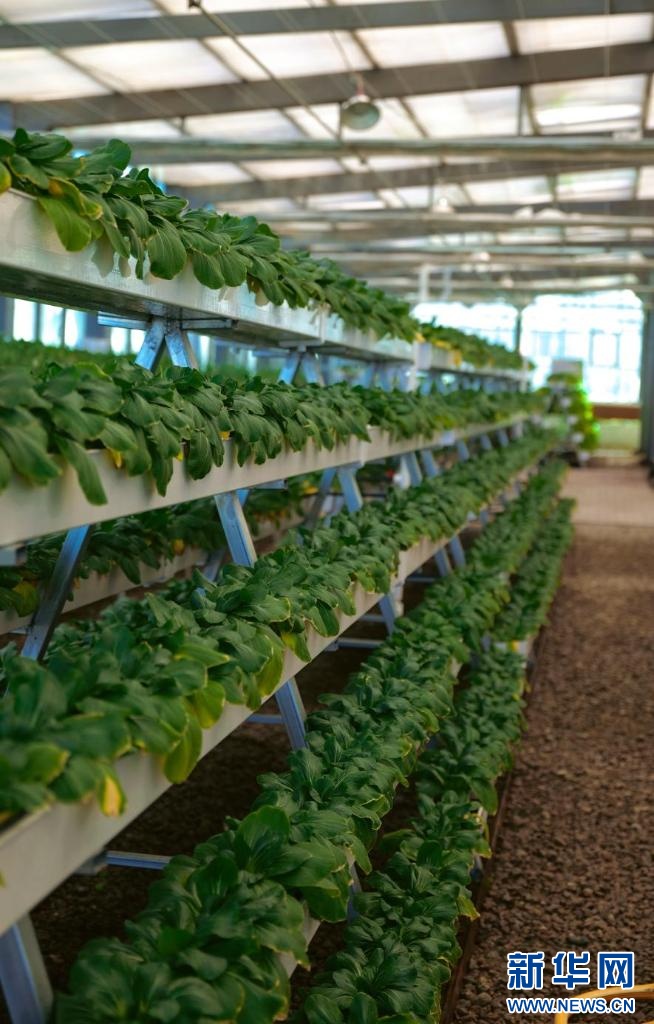 石榴花开 籽籽同心｜云端的菜篮 百姓的幸福