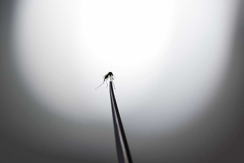 巴西启用大型“蚊子工厂”防控蚊媒疾病