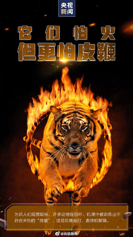 转发呼吁，拒绝动物表演！别把快乐建立在动物的痛苦上