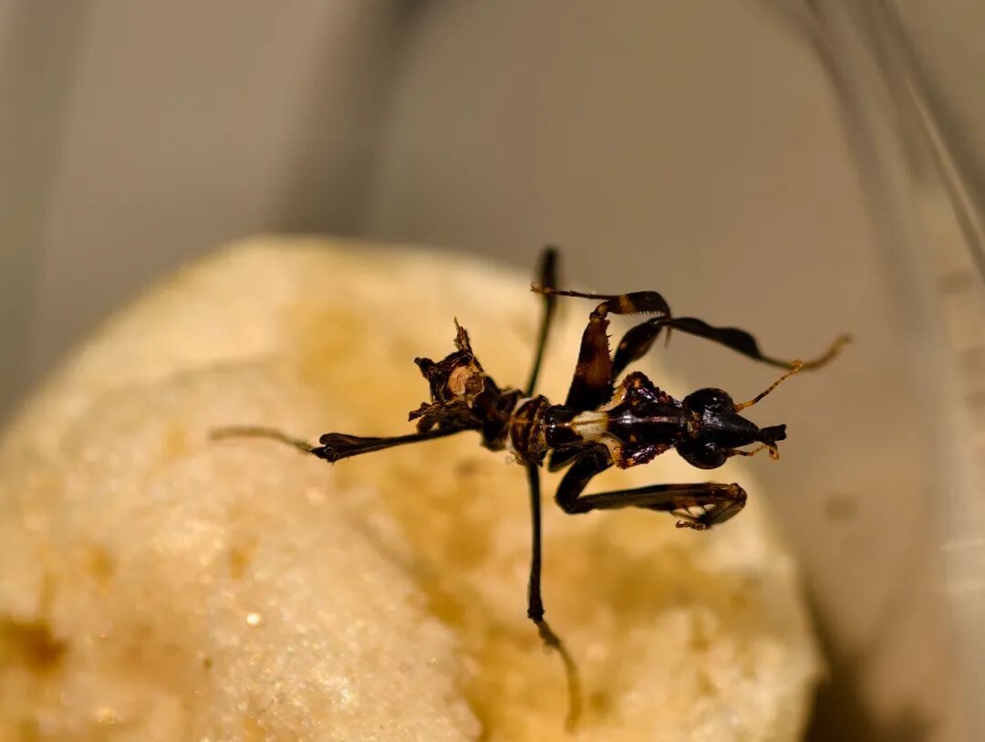 "衣服"里逮到"魔王幽灵螳"!此前从未在国内发现报道! "衣服"里逮到"魔王幽灵螳"!此前从未在国内发现报道!