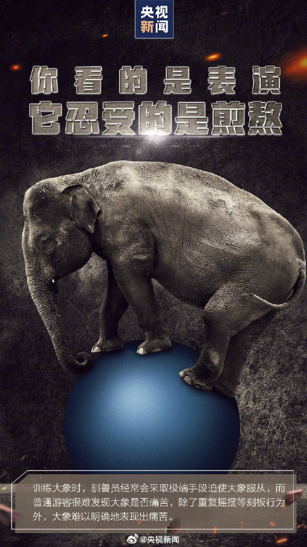 转发呼吁，拒绝动物表演！别把快乐建立在动物的痛苦上