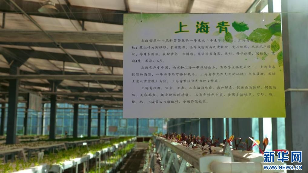 石榴花开 籽籽同心｜云端的菜篮 百姓的幸福