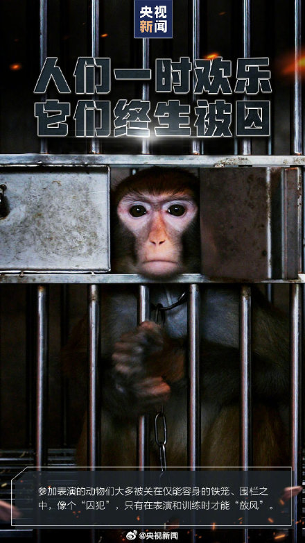 转发呼吁，拒绝动物表演！别把快乐建立在动物的痛苦上