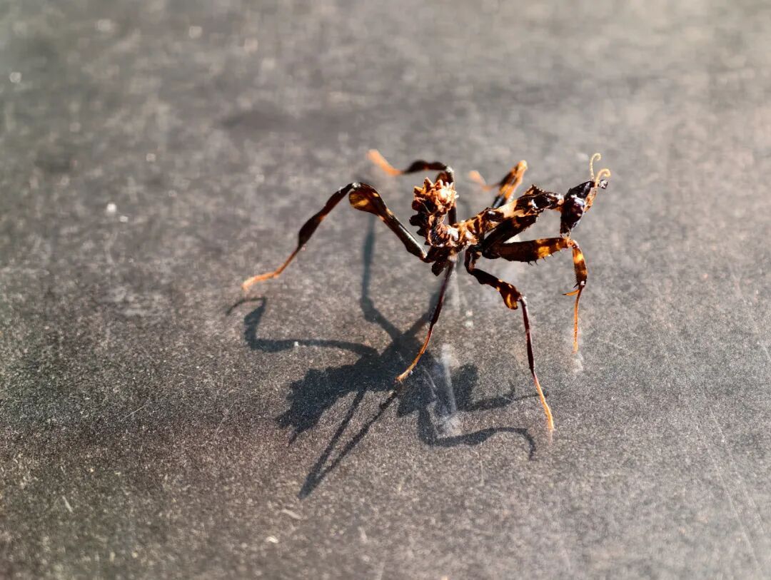 "衣服"里逮到"魔王幽灵螳"!此前从未在国内发现报道! "衣服"里逮到"魔王幽灵螳"!此前从未在国内发现报道!