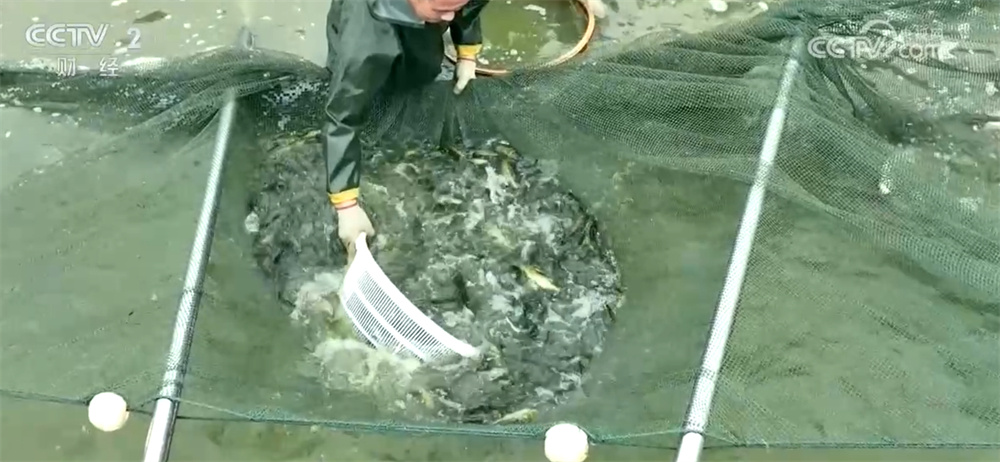 “舌尖”美味助力文旅消费 “小”鱼鲜串起数亿元“大”产业链