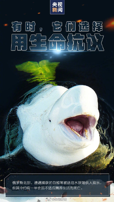 转发呼吁，拒绝动物表演！别把快乐建立在动物的痛苦上