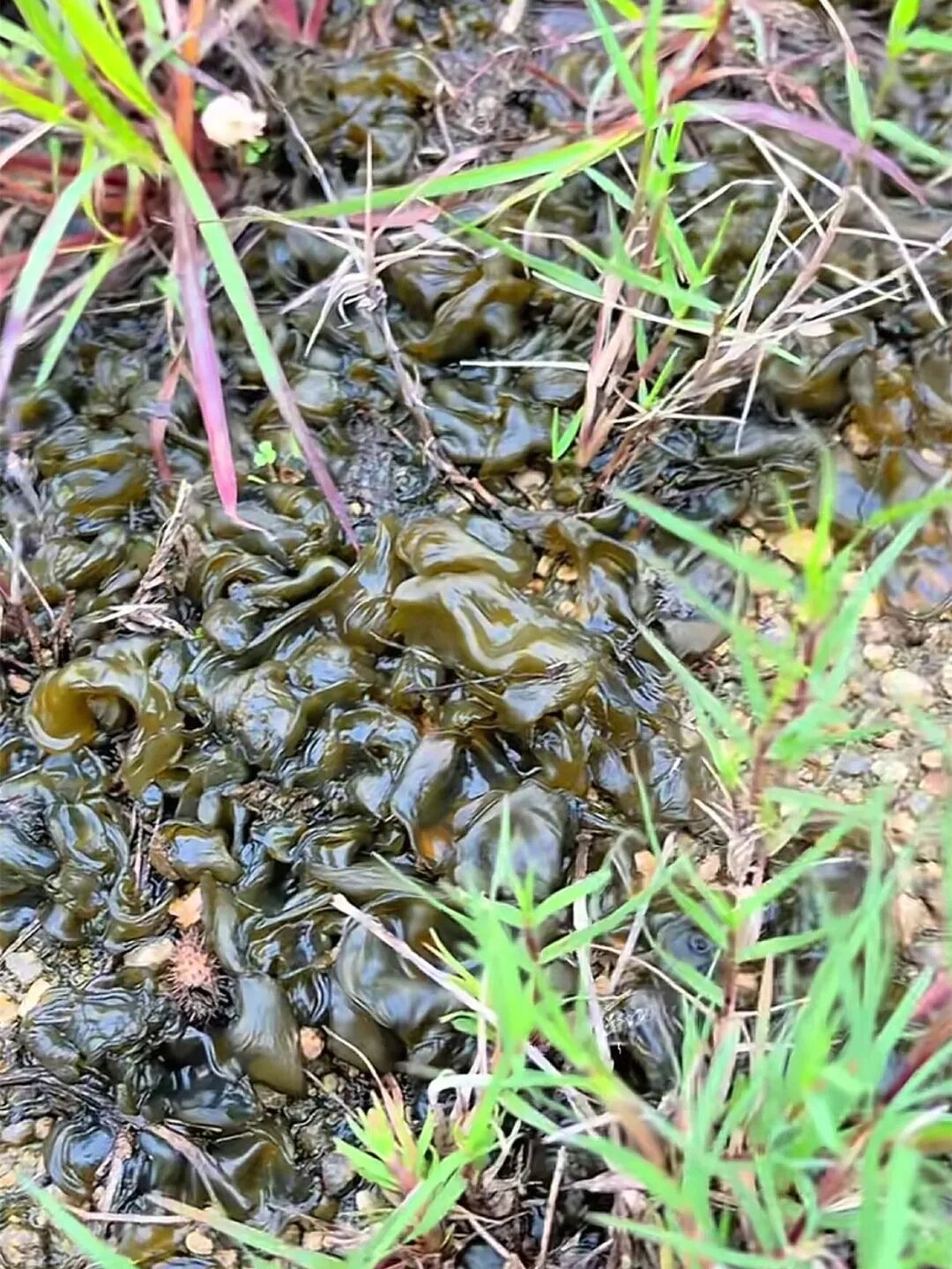 阜阳雨后大量出现，很多人爱吃！一定要注意几个问题！