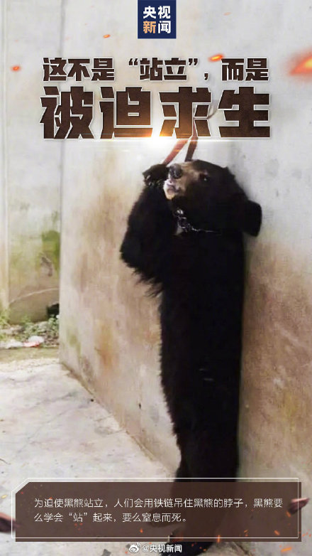 转发呼吁，拒绝动物表演！别把快乐建立在动物的痛苦上