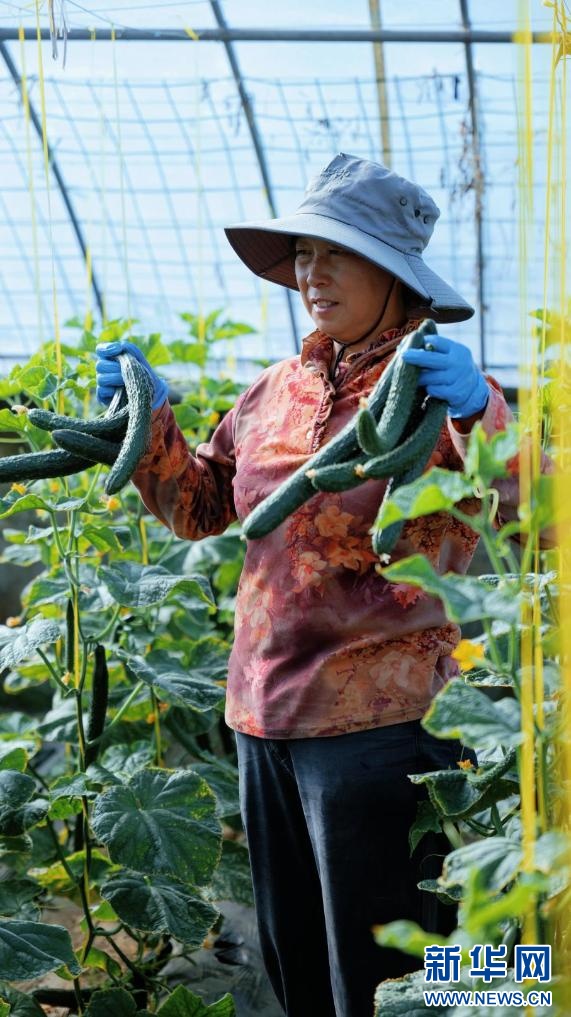 石榴花开 籽籽同心｜云端的菜篮 百姓的幸福