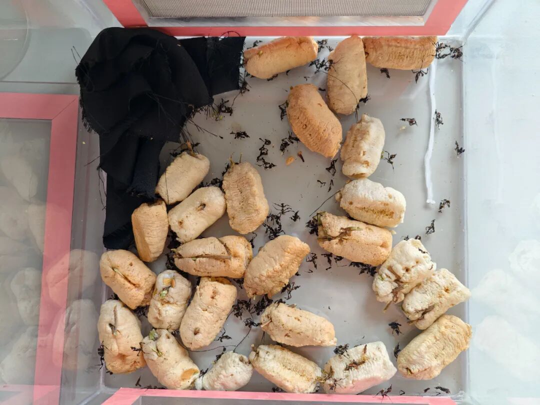 "衣服"里逮到"魔王幽灵螳"!此前从未在国内发现报道! "衣服"里逮到"魔王幽灵螳"!此前从未在国内发现报道!