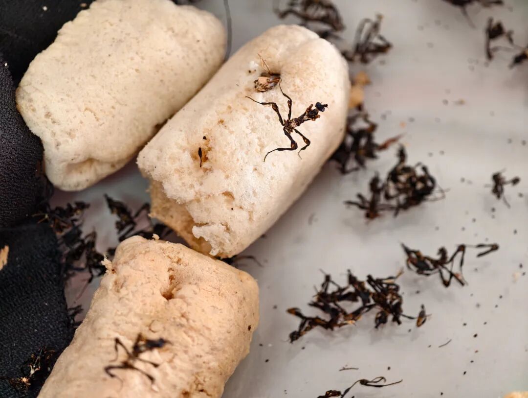 "衣服"里逮到"魔王幽灵螳"!此前从未在国内发现报道! "衣服"里逮到"魔王幽灵螳"!此前从未在国内发现报道!