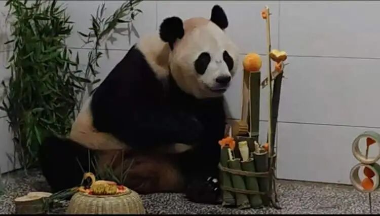 贺岁！上海野生动物园三只大熊猫集体庆生