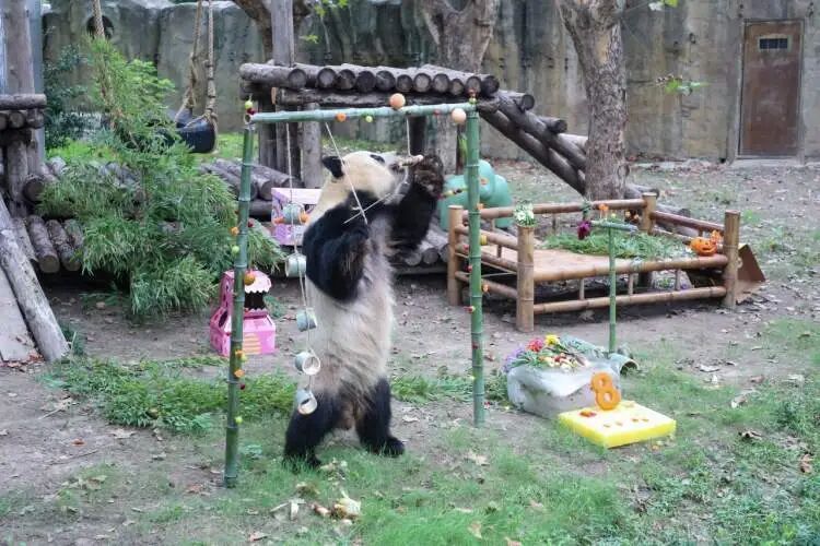 贺岁！上海野生动物园三只大熊猫集体庆生